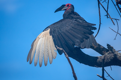 A Southern ground hornbill on a tree  in Manyara National Park - Tanzania