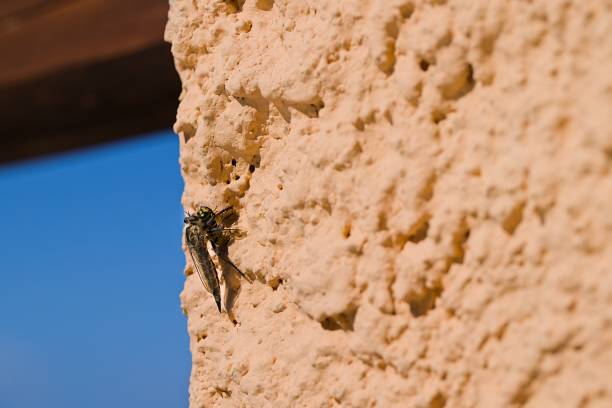 In Sardinia, a Machimus atricapillus rests on a plastered wall, its precise moment frozen as it snags a wasp mid-flight. A snapshot of nature's intensity. un machimus atricapillus, encaramado en una pared enlucida en cerdeña, capturado en el acto con una avispa en el aire. el intrincado drama de la naturaleza se desarrolla a medida que el mundo de los insectos choca sobre una superficie iluminada por el sol