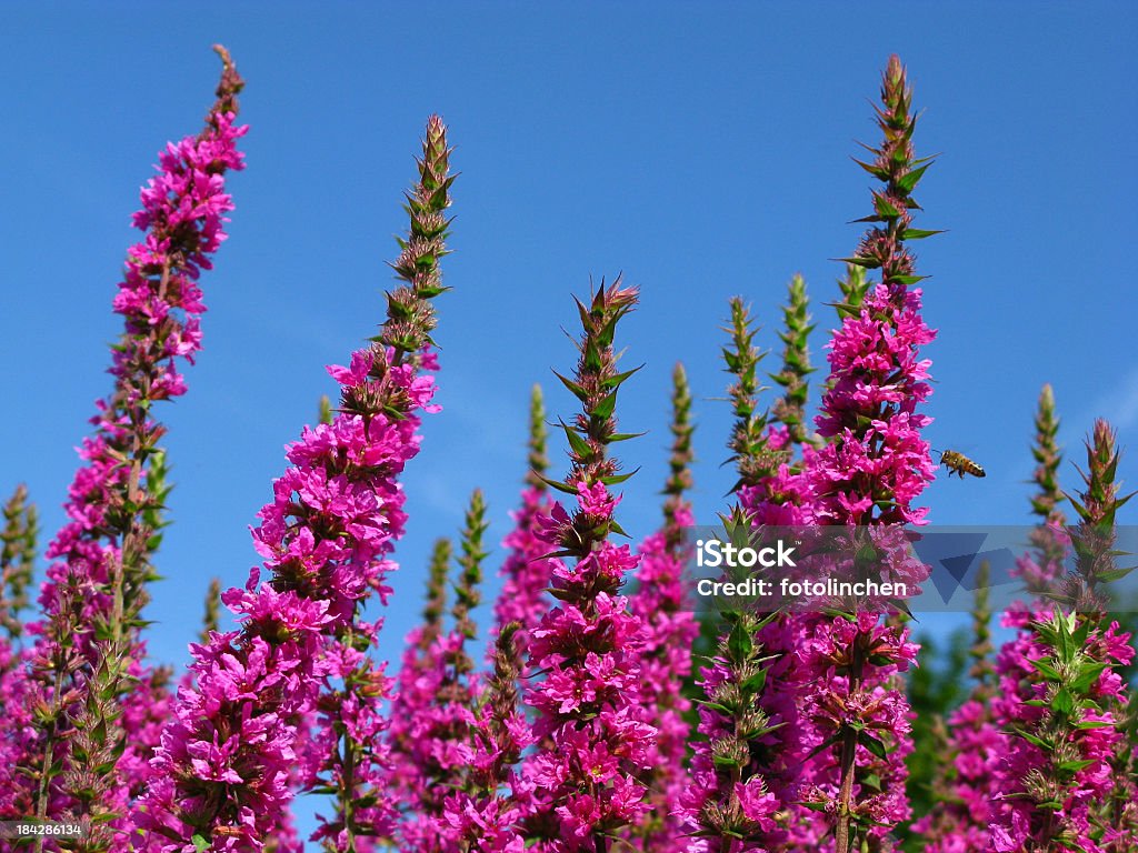 Blutweiderich-Lythrum salicaria - Lizenzfrei Biene Stock-Foto