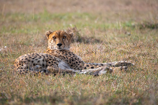 Close-up of female cheetah lying staring right