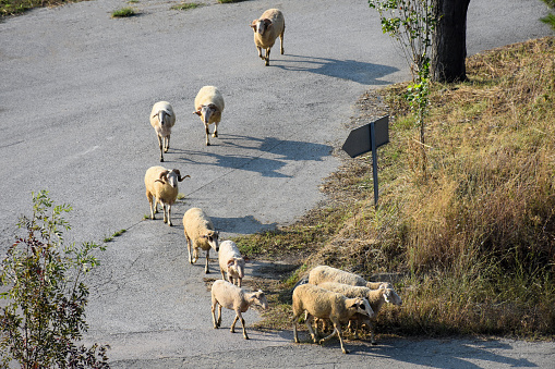 A group of sheep and goats walking on the asphalt road