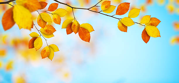 Colorful beech leaves in autumn.