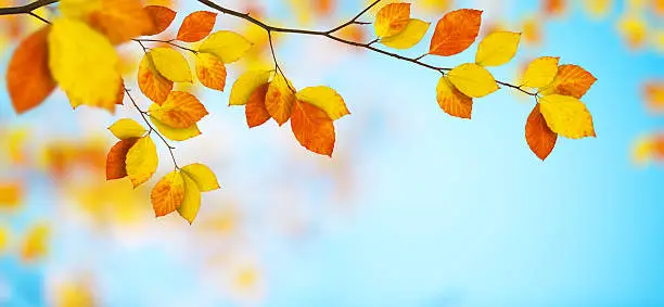 Photo of Colorful Autumn Leaves