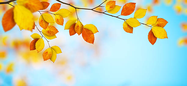 na jesień liście - season yellow copy space autumn zdjęcia i obrazy z banku zdjęć