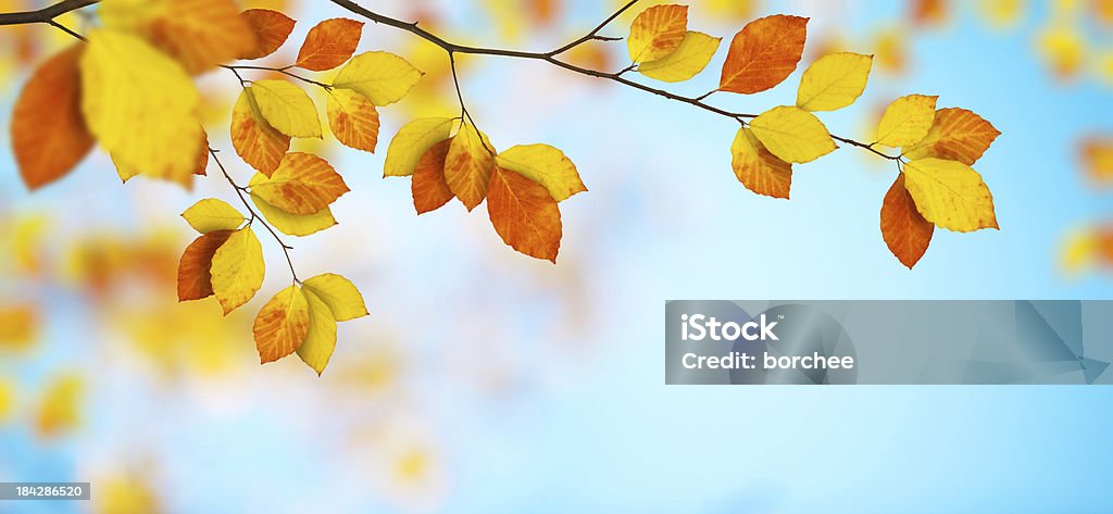 Folhas de outono colorido - Foto de stock de Outono royalty-free