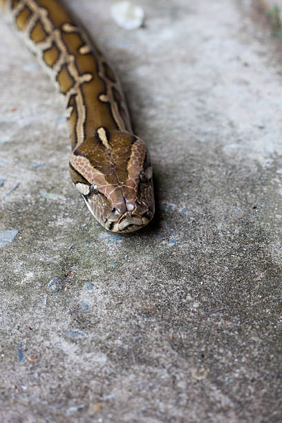 istock Snake in the Mekong Delta, Vietnam 184286646