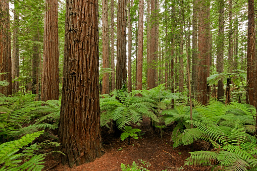Redwood forest with lush green ferns