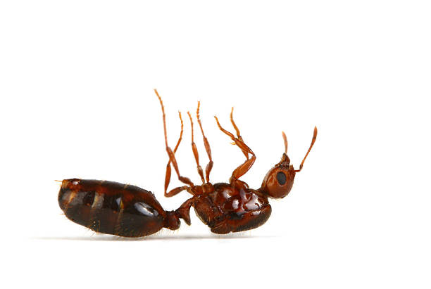 fire ant - mier stockfoto's en -beelden