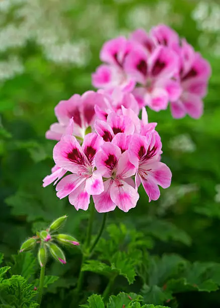 "Beautiful pink Pelargonium flowers. Shallow depth of field with focus on the flower head in the foreground. In the bottom left corner are immature flower heads still in bud.or more images of beautiful flowers, please see my Lightbox by clicking (the banner) here...A>A"