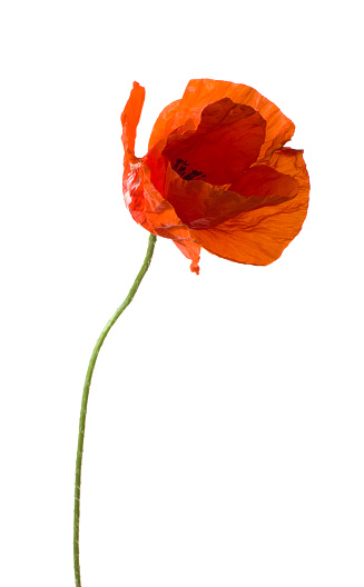 Poppy flowers field on clear sky background. Selective focus