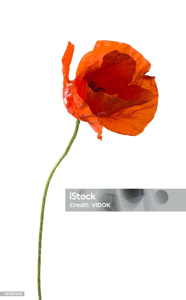 Poppy. Red flower on a white background. Wildflower Stock Photo