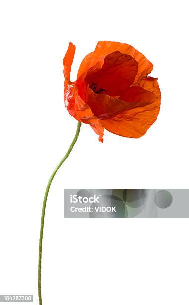 Poppy Stock Photo - Download Image Now - Wildflower, Poppy - Plant, White Background