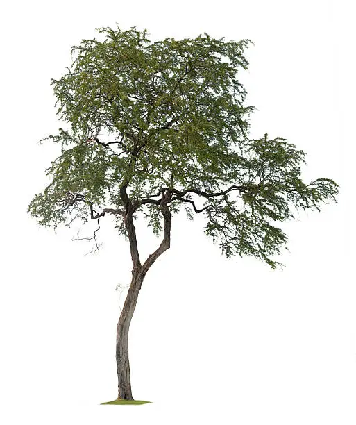 isolated tree / kiawe tree from maui / type of mesquite tree