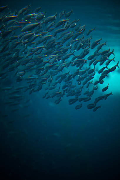 istock Anchovies 184287356