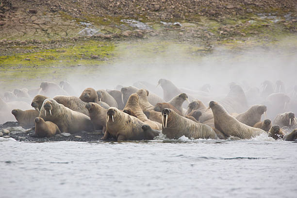istock Walrus on an ice flow Franz Josef Land 184287376