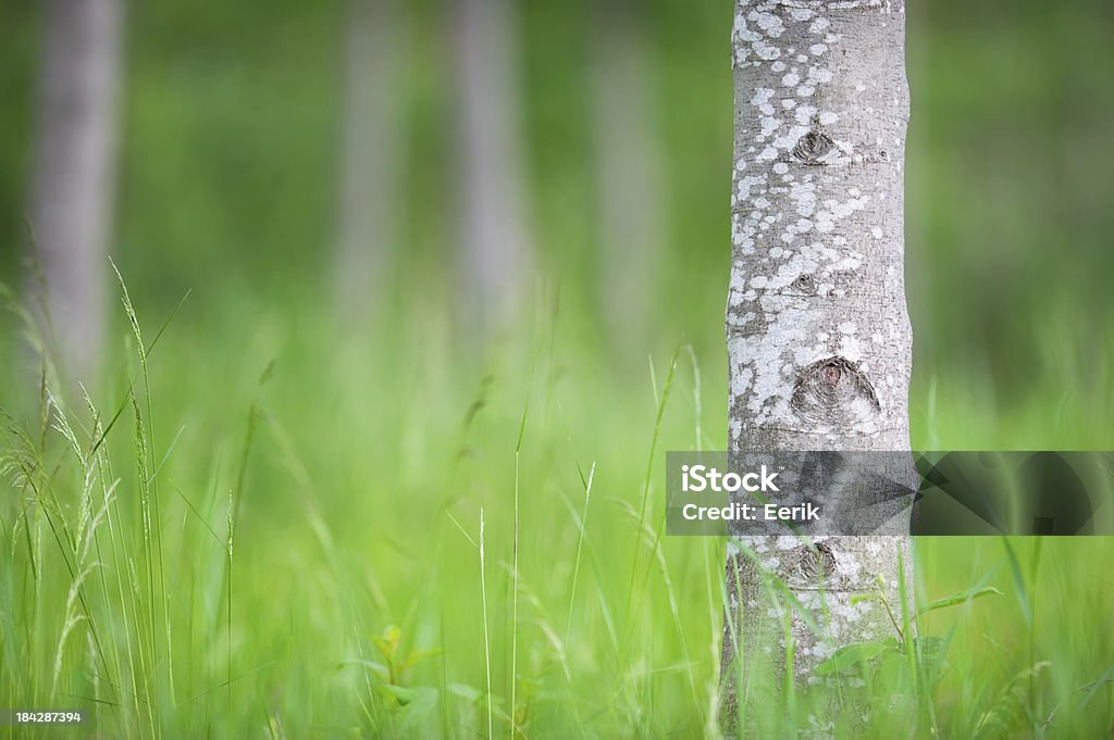Tree trunk - Lizenzfrei Baum Stock-Foto