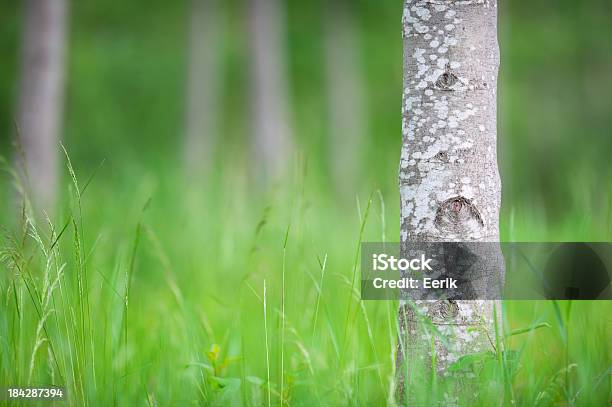 Tronco De Árvore - Fotografias de stock e mais imagens de Amieiro - Amieiro, Ao Ar Livre, Beleza natural