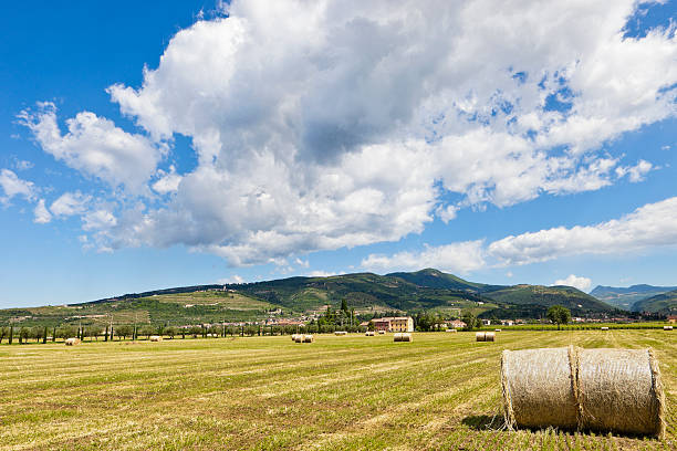 istock Valpolicella in Summer 184287539