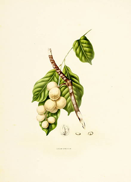 langsat/античный plant иллюстрации - berthe hoola van nooten stock illustrations