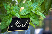 Close up of a fresh mint plant and sign