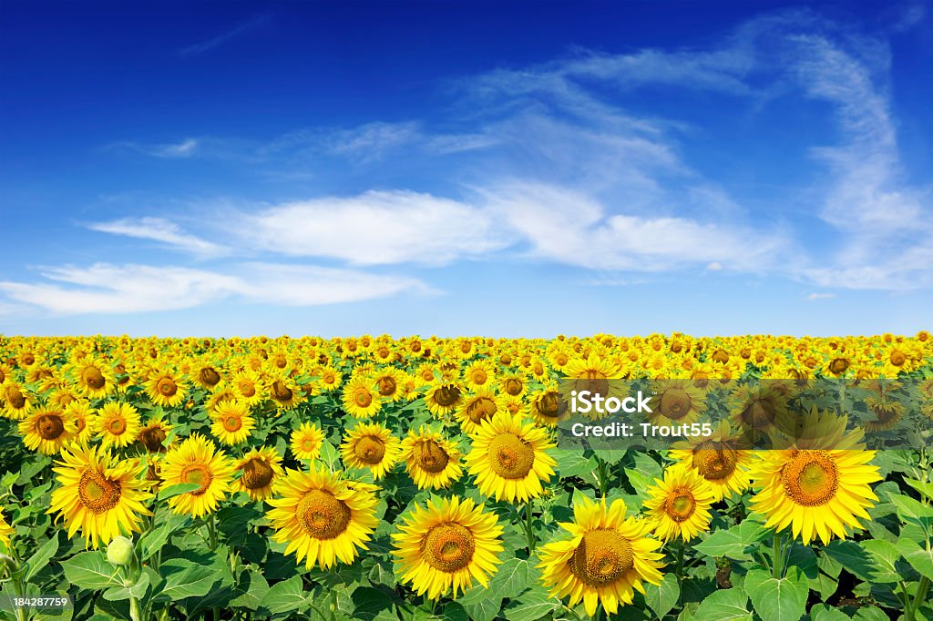Landschaft mit Sonnenblumen - Lizenzfrei Sonnenblume Stock-Foto