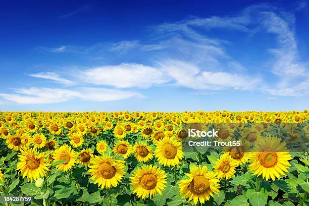 Landschaft Mit Sonnenblumen Stockfoto und mehr Bilder von Sonnenblume - Sonnenblume, Feld, Blatt - Pflanzenbestandteile