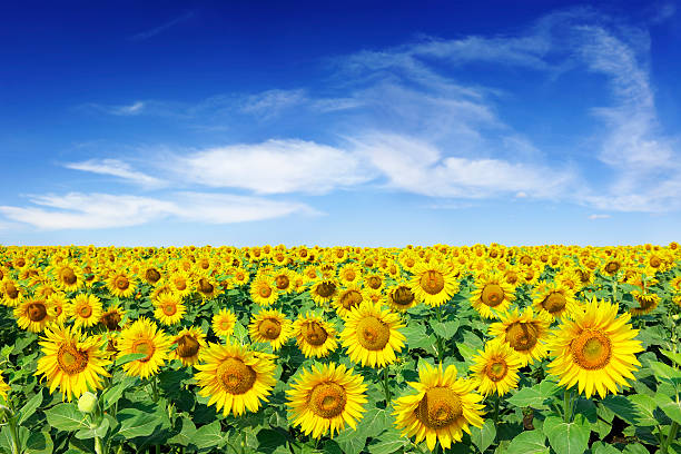 Field of sunflowers under a blue sky stock photo