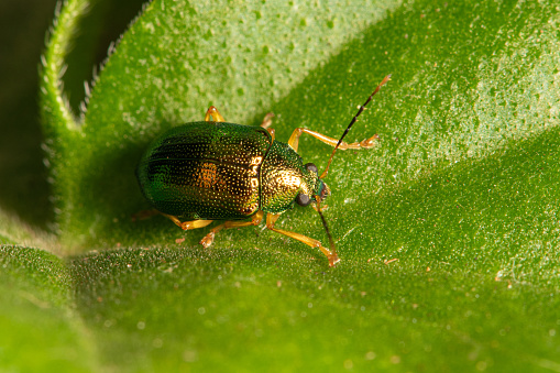 Beetle, beautiful golden green beetle on a leaf, selective focus.