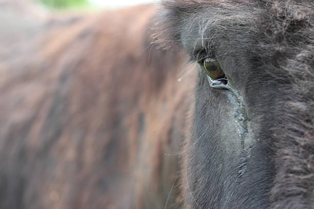 crying animal, tears on face of equine, brown, ruff