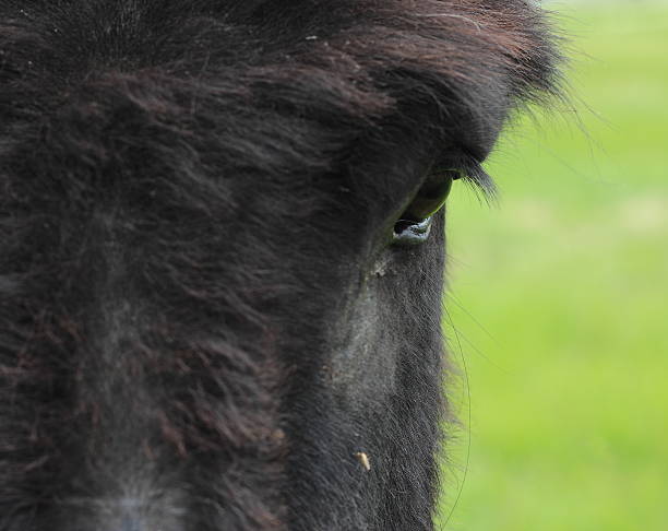 close-up of animal face, mosquito biting, equine, brown, ruff