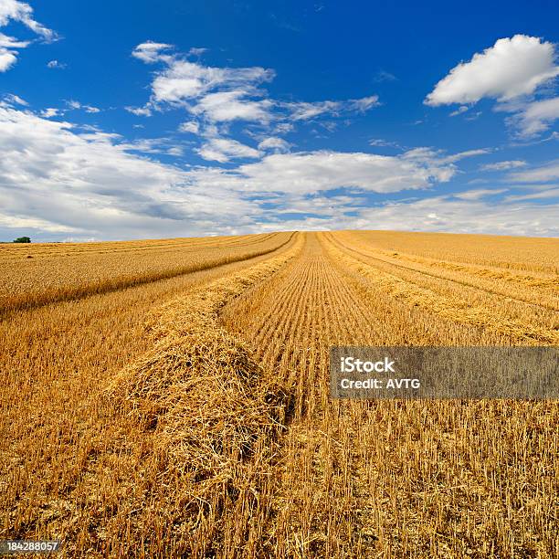 Campo Di Grano Con Cielo Nuvoloso Drammatico Durante La Vendemmia - Fotografie stock e altre immagini di Agricoltura