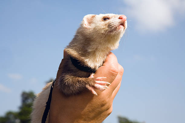 istock Cute ferret looking to the blue sky 184288250