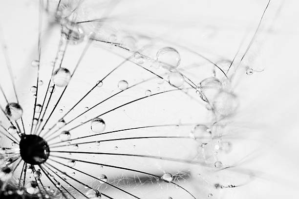 istock Dandelion and water drops 184288275