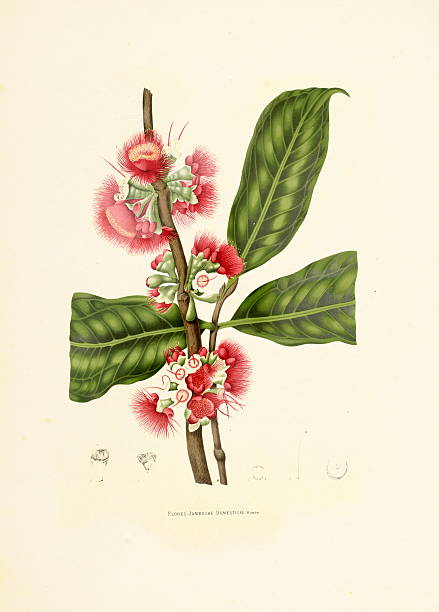 яванское яблоко/античный plant иллюстрации - berthe hoola van nooten stock illustrations