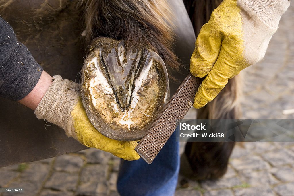 Manucure de Sabot de cheval - Photo de Cheval libre de droits