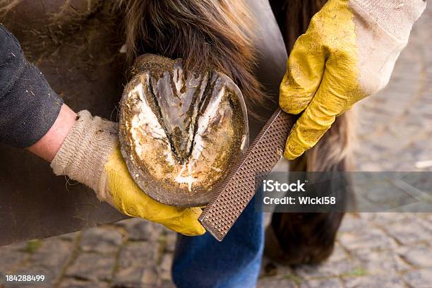 Photo libre de droit de Manucure De Sabot De Cheval banque d'images et plus d'images libres de droit de Cheval - Cheval, Nombre, Sale