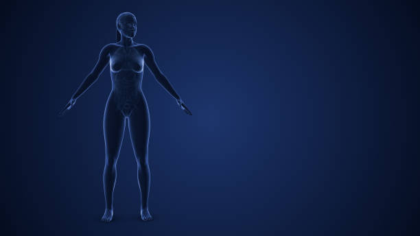 The female endocrine system is a complex network of glands and organs that produce and regulate hormones, which are chemical messengers that play a crucial role in the regulation of various bodily functions. Key components of the female endocrine system include the hypothalamus, pituitary gland, thyroid gland, adrenal glands, ovaries, and pancreas.