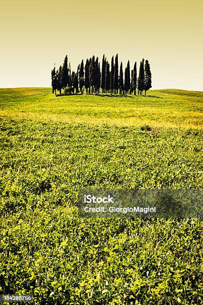 Тосканская Cypresses На Море Трава Валь Дорча — стоковые фотографии и другие картинки Без людей - Без людей, Валь д'Орча, Вертикальный