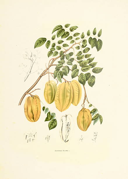 bilimbi/античный plant иллюстрации - berthe hoola van nooten stock illustrations