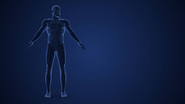 The male endocrine system is a complex network of glands and organs that produce and regulate hormones, influencing various physiological processes. Key components of the male endocrine system include the hypothalamus, pituitary gland, testes, adrenal glands, and pancreas.