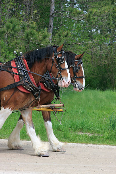 clydesdale pair pulling wagon - clydesdale stok fotoğraflar ve resimler