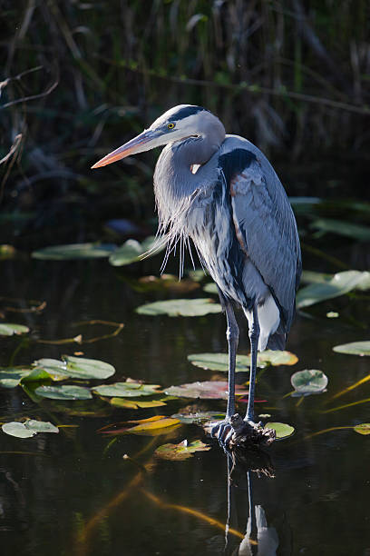 airone azzurro maggiore in un lago delle ninfee - freshwater bird animals in the wild feather animal leg foto e immagini stock