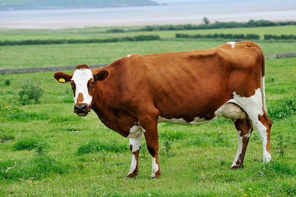 ayrshire milch kuh stehen in einem feld - ayrshire stock-fotos und bilder