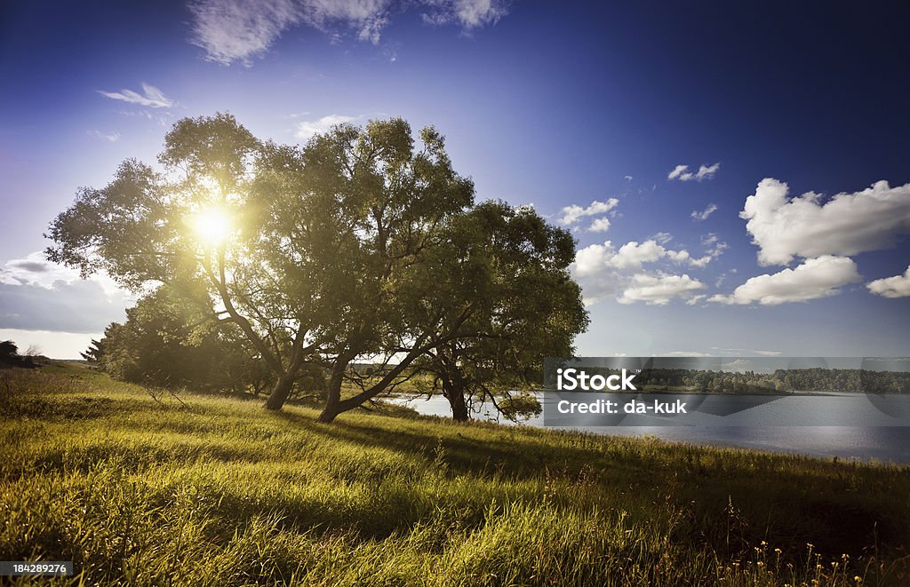 Árvore em Campo Verde - Foto de stock de Arbusto royalty-free