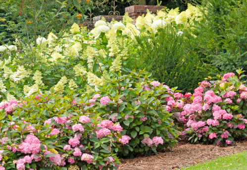 Pink and white hydrangea bushes in a herbaceous flower border on the Sandringham estate.