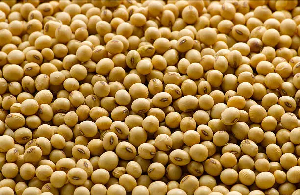 Photo of Soybeans