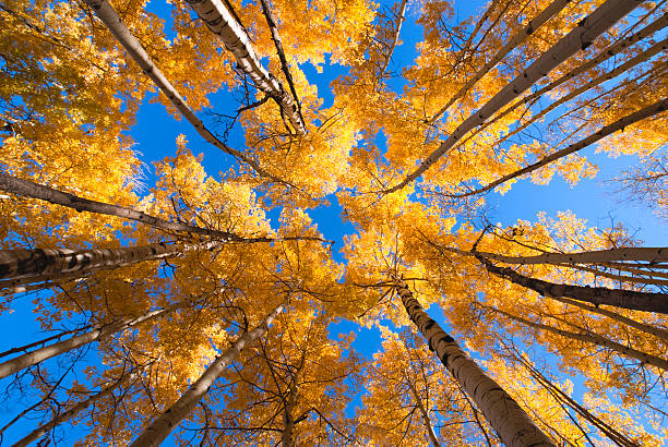 istock golden autumn aspen canopy 184289524