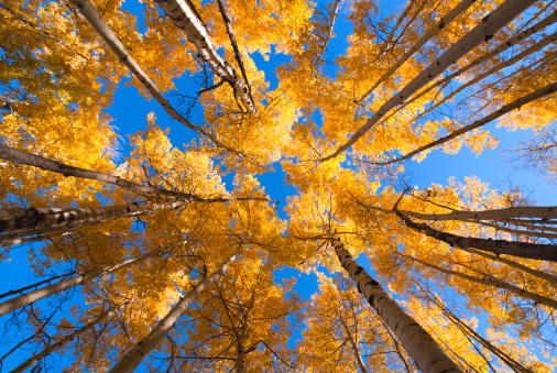 golden orange autumn aspen leaves contrast the deep blue clear sky.  such beautiful nature scenery can be found throughout the seasons in the san juan range of the colorado rocky mountains outside the town of durango.  wide angle horizontal composition looking up.