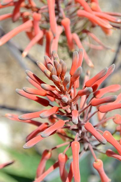 istock Colorful Desert Succulent Bromeliads Plant Full Frame 184289560