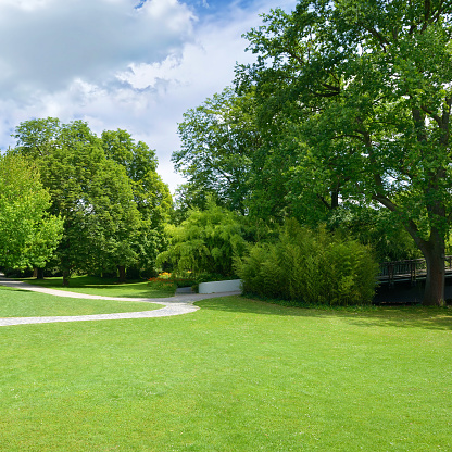 Beautiful meadow in summer park